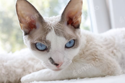 Preview: The kitten looks away lying on the window. White Devonrex kitty with blue eyes.