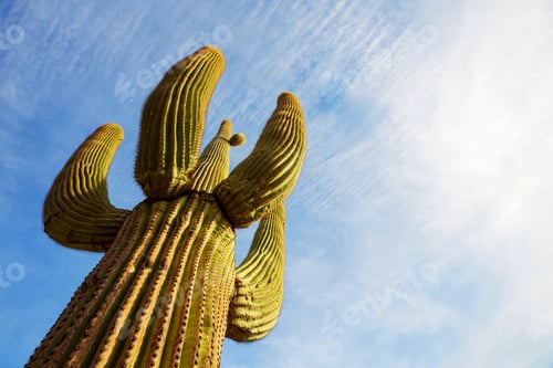 Preview: Cactus