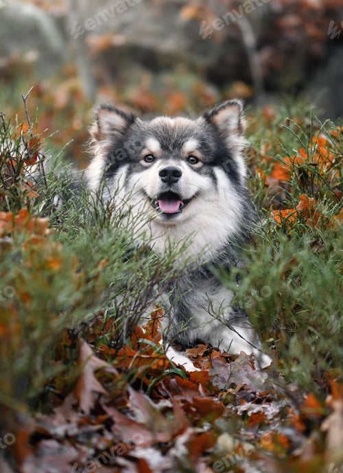 Preview: Portrait of a young and happy Finnish Lapphund dog outdoors in the forest or woods