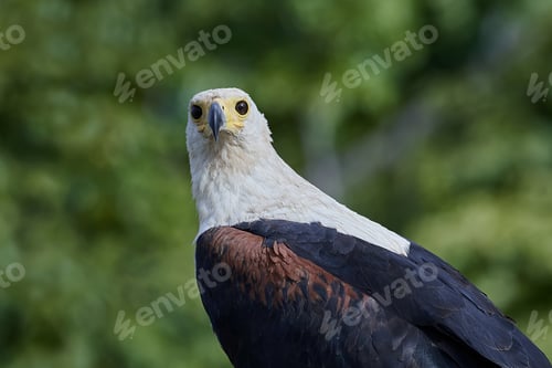 Preview: African fish eagle (Haliaeetus vocifer)