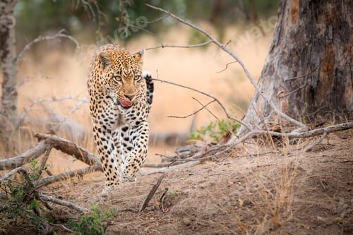 Preview: A leopard, Panthera pardus,walks towards the camera, from raised leg, looking away, licking lips