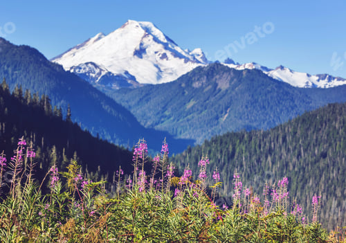 Preview: Mountains meadow
