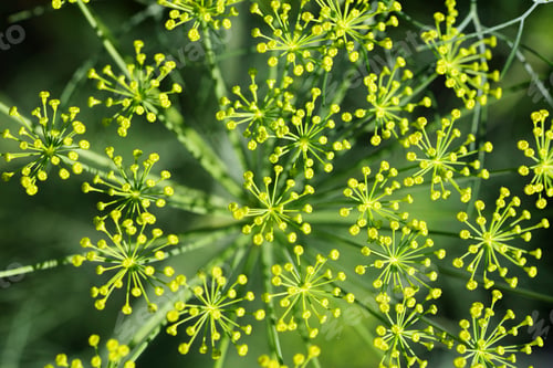 Vista previa: Dill flower heads top view