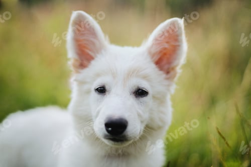 Preview: Cute white puppy portrait in warm sunny light among grass in summer meadow. Fluffy swiss shepherd