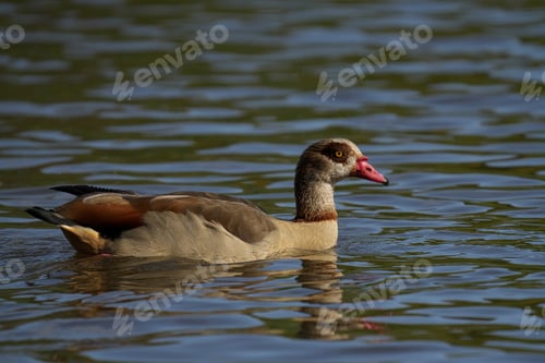 Preview: Egyptian Goose with a long pink beak swimming on the water