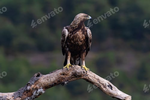 Preview: Selective focus shot of a golden eagle (Aquila chrysaetos) perched on a branch