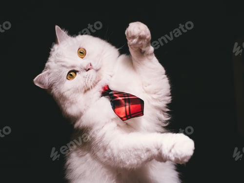 Preview: White fluffy cat in red tie