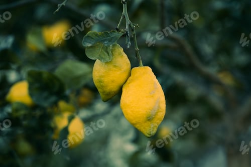 Preview: Two lemons located at the end of the lemon tree branch.
