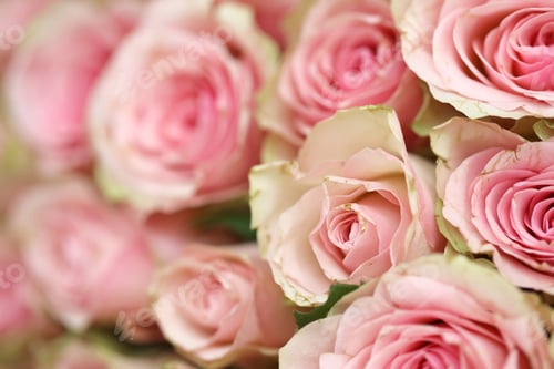 Preview: Bouquet of colorful roses as background, closeup. Pink flowers