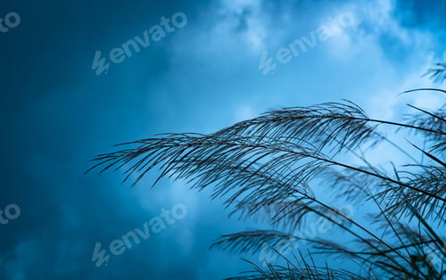 Preview: Grass flowers on blurred background of blue sky and clouds. Abstract background of winter.