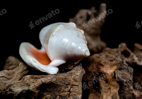 Preview: Strombus Gigas seashell on Driftwood