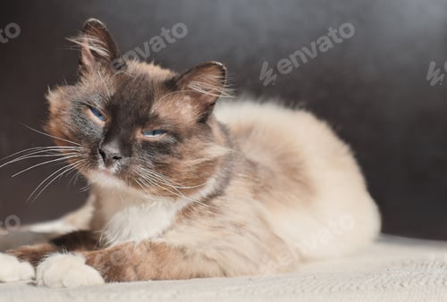 Preview: happy relaxed cat lying on a rug in the sunlight. pet friends, domestic animals