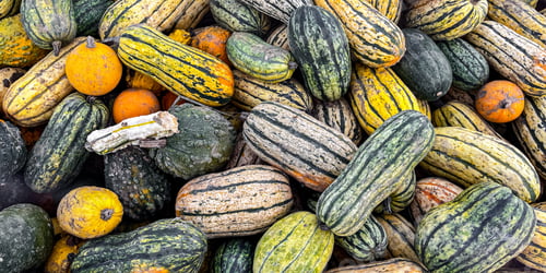 Preview: pumpkin harvest fresh colored different types and varieties of pumpkins food snack outdoor