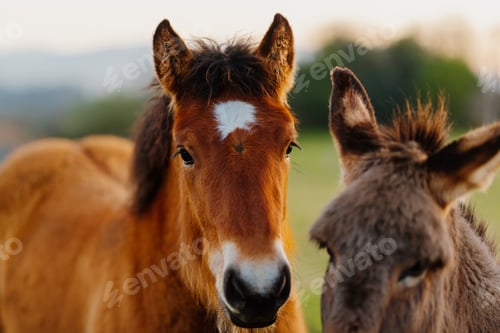 Preview: domestic and farm animals