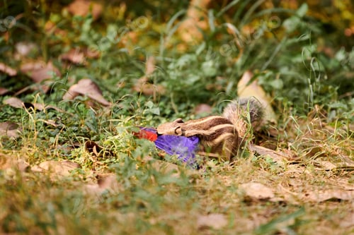 Preview: Charming little chipmunk looking for leftovers in candy bar wrapper on green vegetation backdrop