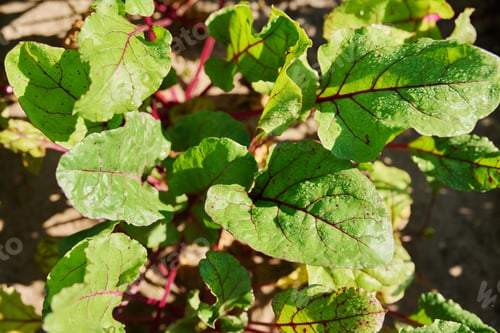 Preview: Beet leaves on a bed close-up top view