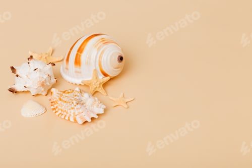 Preview: Beach seashells on colored background. Mock up with copy space