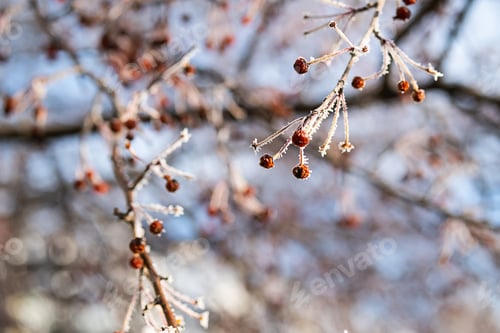 Preview: First Frost, Winter Coming Concept.