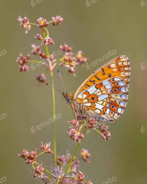 Preview: Small Pearl Bordered Fritillary Butterfly