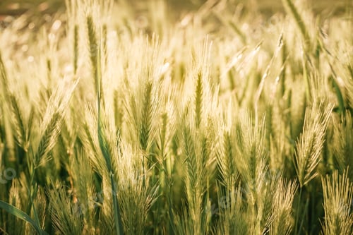 Preview: Grain field