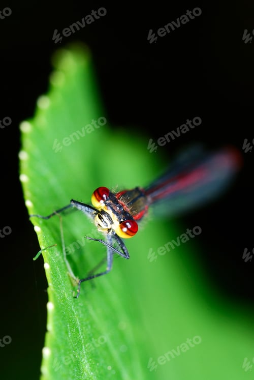 Preview: Damselfly