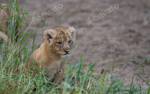 Preview: Lion, Panthera leo, Cub. Small cub with blue eyes sitting in thick, wet green grass.
