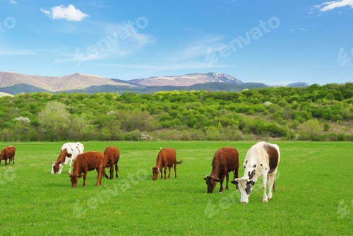 Preview: Cow on green meadow in mountain.