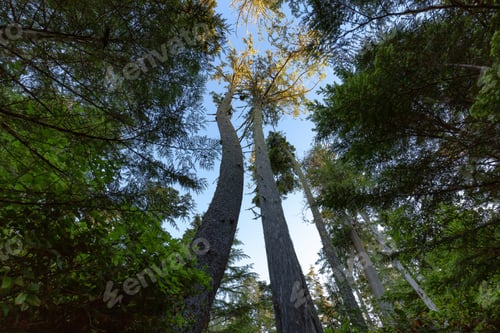 Preview: Looking up at Trees along a path at Sunrise in Canadian Nature.