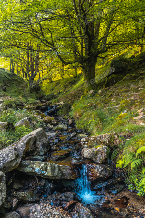 Preview: River in the beech forest on the path up to Monte Adarra in Urnieta