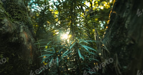 Preview: Close-up View On Japanese Plum Yew Or Cephalotaxus Harringtonii Drupacea Fastigiata Depressa