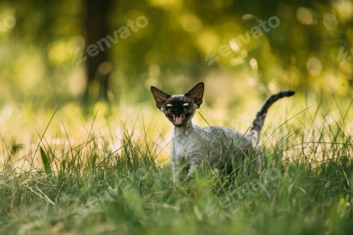 Preview: Funny Young Gray Devon Rex Kitten Meowing In Green Grass. Short-