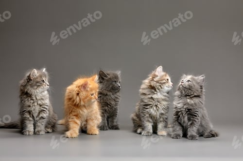 Preview: A group of fluffy cute multi-colored kittens on a gray background, a group of gray, red and spotted