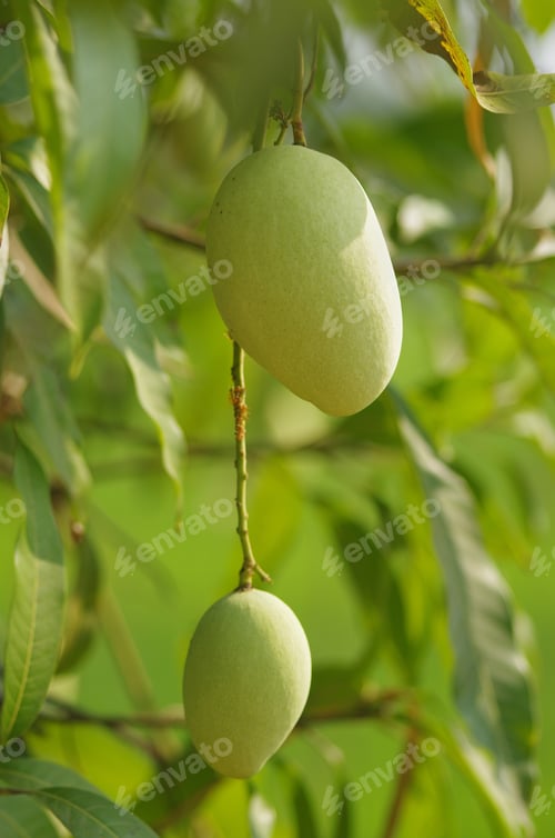 Preview: Mango fruit on the tree in the garden