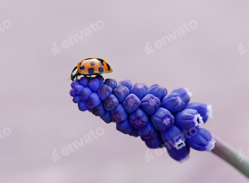 Preview: Close-up ladybug on purple muscari flower, natural background, springtime.