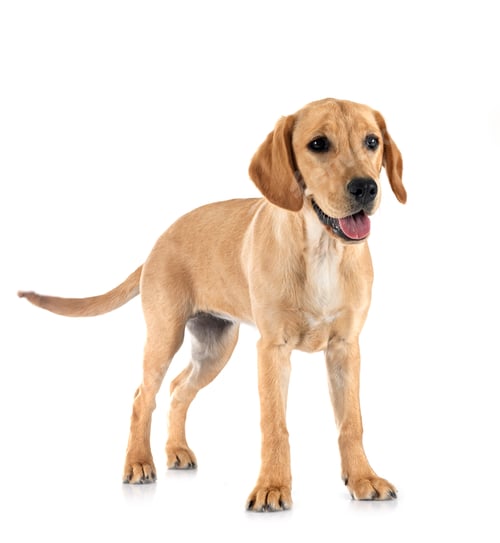 Preview: puppy labrado retriever