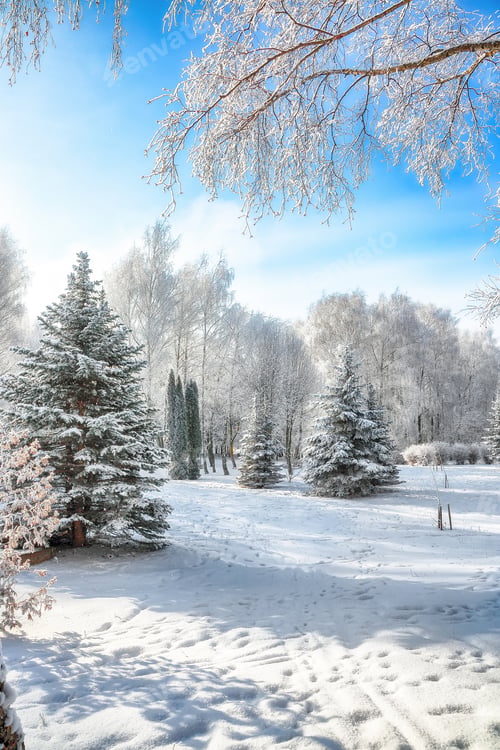 Preview: Picturesque landscape with snow-covered trees in the city park.