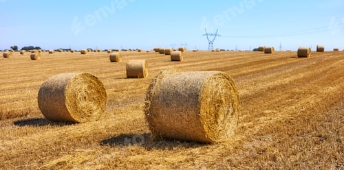Preview: Summer rural panorama with hay bales on a field.