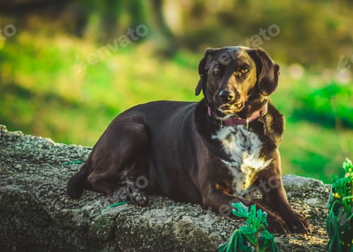 Preview: : Beautiful dark brown Labrador Retriever breed dog resting outdoors