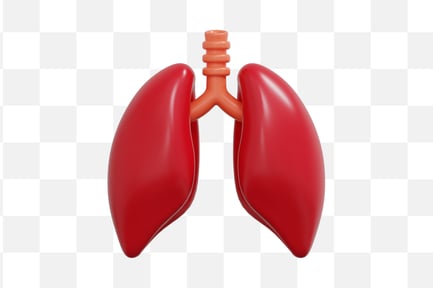 Preview: Lungs Anatomy 3D Icon