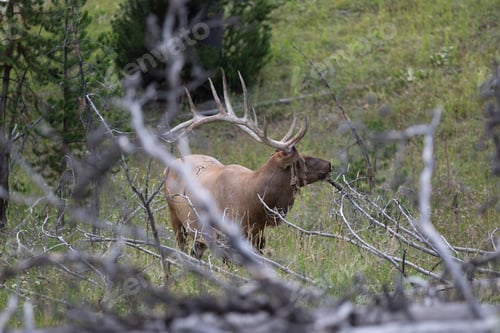 Preview: an elk stands in the middle of a wooded area,