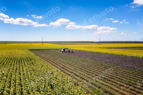 Preview: Lavender harvest