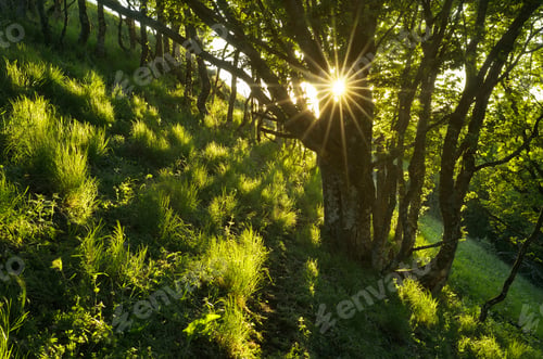 Preview: Sun rays in the forest