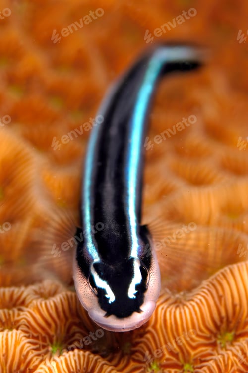 Preview: Neon goby cleaner fish