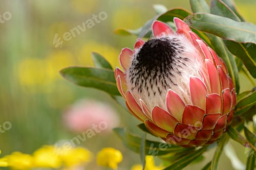 Preview: King protea South African flower