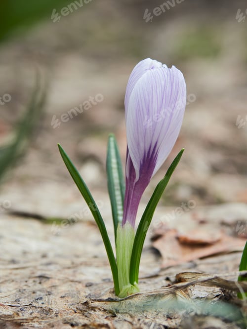 Preview: Colorful garden crocuses in spring.