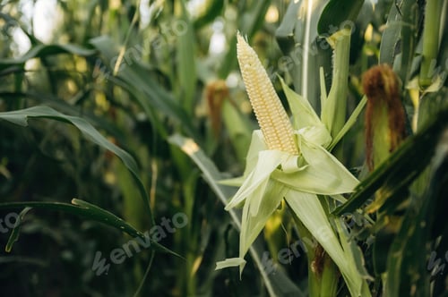 Preview: Focused close up view of young growing corn on the agricultural field