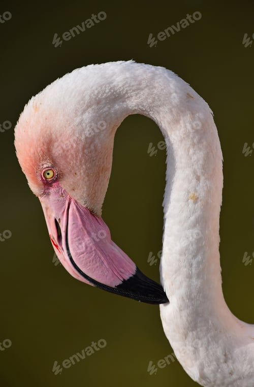 Preview: Close up side profile portrait of pink flamingo