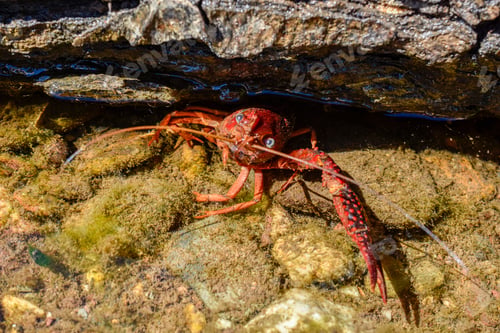Preview: Closeup shot of a freshwater crab between rocks underwater