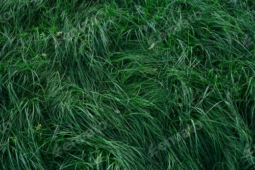 Preview: Texture of green grass