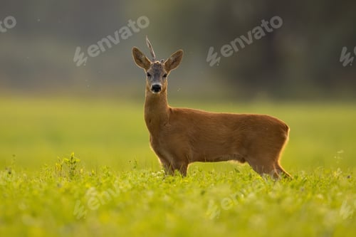 Preview: Roe deer with broken antler standing on grass in summer